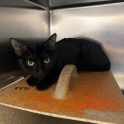 Shelter Stray Female Cat last seen , Animal Care & Control Team of Philly, 111 W Hunting Park Ave, Philadelphia, PA 19140, USA
