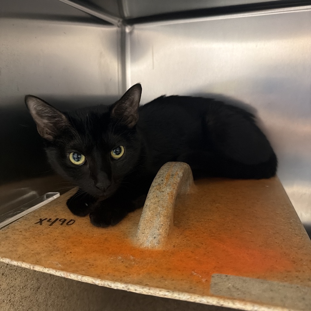 Shelter Stray Female Cat last seen , Animal Care & Control Team of Philly, 111 W Hunting Park Ave, Philadelphia, PA 19140, USA