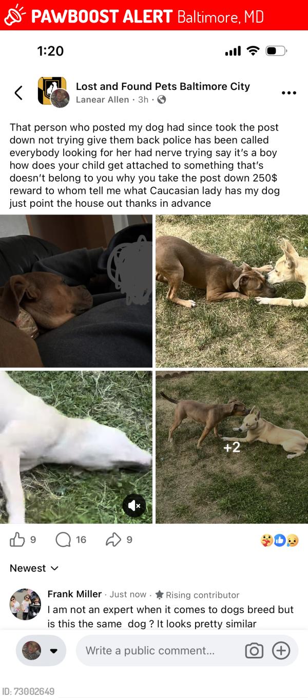 Lost Female Dog last seen Filbert and fairhaven, Baltimore, MD 21226