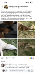 Lost Female Dog last seen Filbert and fairhaven, Baltimore, MD 21226