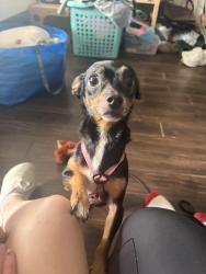 Found/Stray Male Dog last seen Garrot and Emerson, Houston, TX 77006