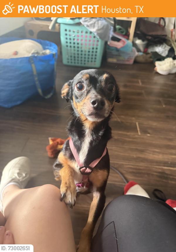 Found/Stray Male Dog last seen Garrot and Emerson, Houston, TX 77006