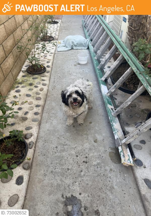 Found/Stray Unknown Dog last seen Ganahl/Sentinel , Los Angeles, CA 90033
