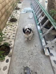 Found/Stray Unknown Dog last seen Ganahl/Sentinel , Los Angeles, CA 90033