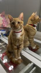 Lost Male Cat last seen sunset school, Bakersfield, CA 93307