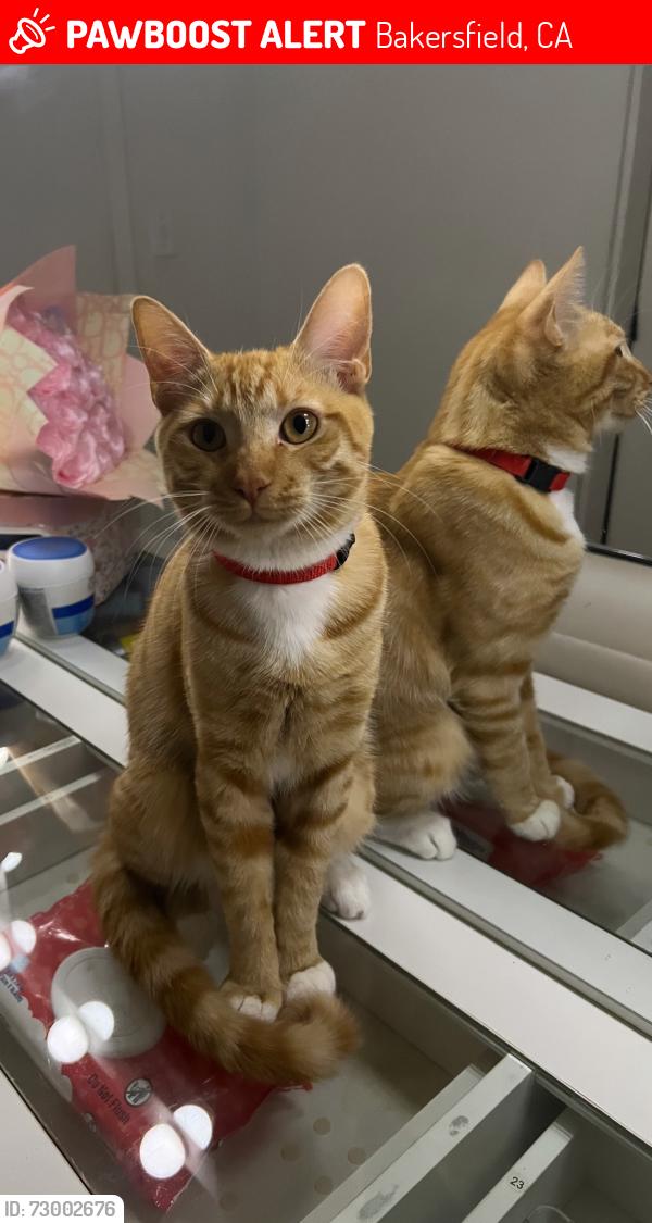 Lost Male Cat last seen sunset school, Bakersfield, CA 93307