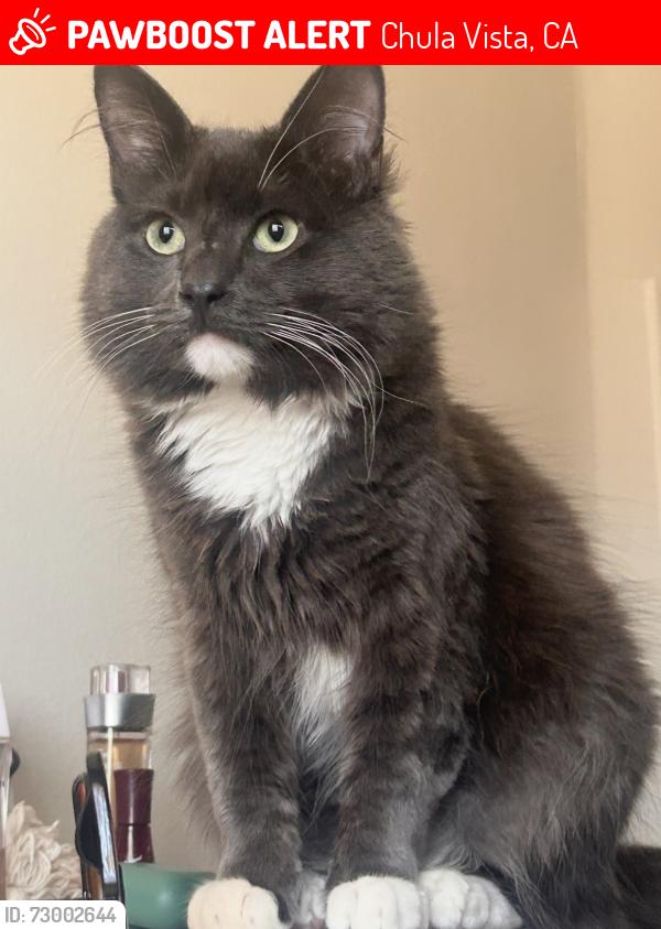 Lost Male Cat last seen Broadway , Chula Vista, CA 91910