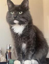 Lost Male Cat last seen Broadway , Chula Vista, CA 91910