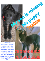 Lost Male Dog last seen Kasota road & hwy18, Apple Valley, CA 92307