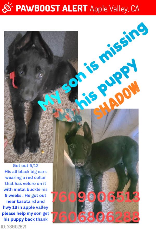 Lost Male Dog last seen Kasota road & hwy18, Apple Valley, CA 92307