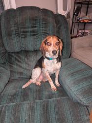Reunited Male Dog last seen Near South 7th Street Council Bluffs IA , Council Bluffs, IA 51501