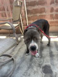 Reunited Male Dog last seen Alondra and Clark, Bellflower, CA 90706