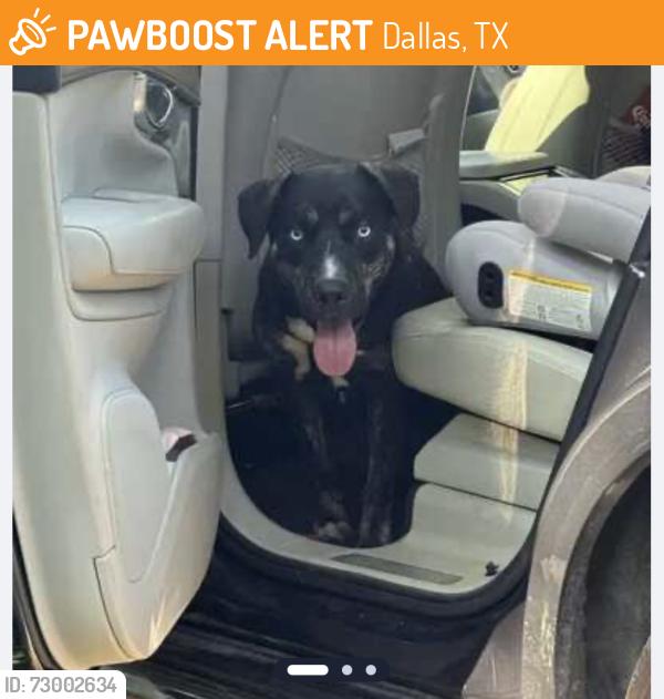 Found/Stray Male Dog last seen N Eastfield Ave/Stafford Avenue, Dallas, TX 75208, Dallas, TX 75208