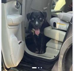 Found/Stray Male Dog last seen N Eastfield Ave/Stafford Avenue, Dallas, TX 75208, Dallas, TX 75208