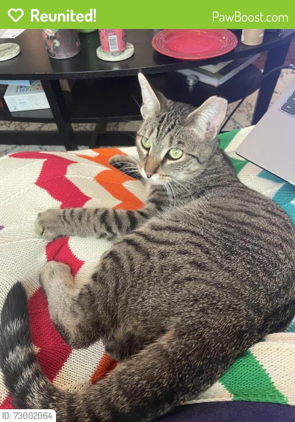 Reunited Male Cat last seen Kilbuck and Oneida St, Tecumseh, MI 49286