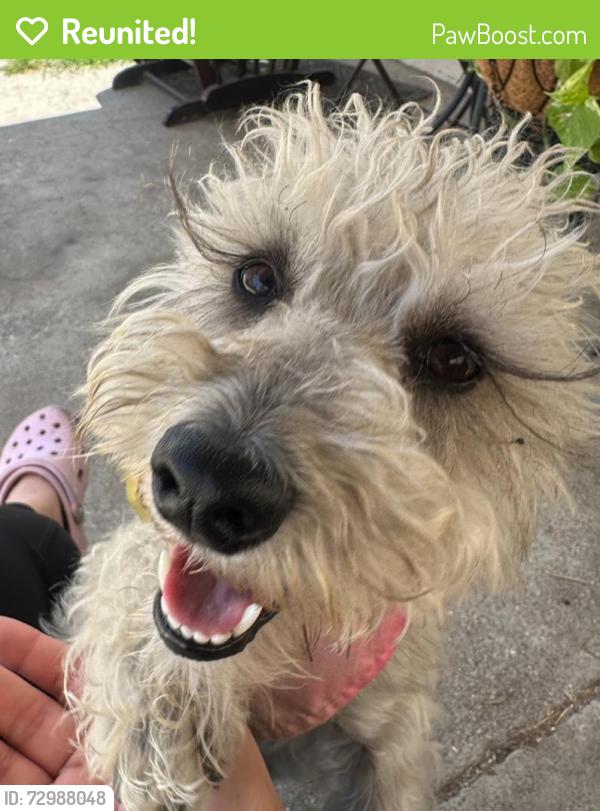 Reunited Female Dog last seen Eastern and Jaia in Bell Gardens but might be in surrounding cities, Bell Gardens, CA 90201