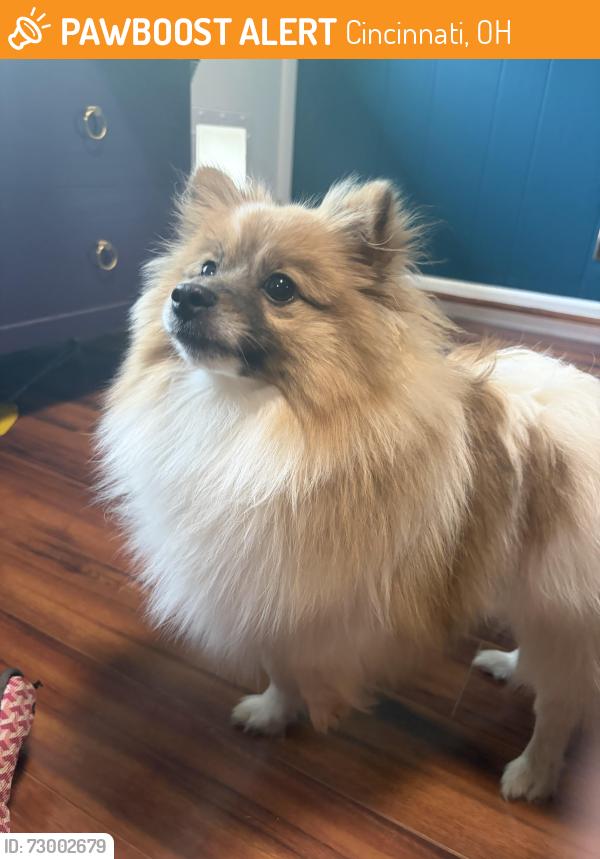Found/Stray Male Dog last seen Mt Healthy Dairy Bar, Cincinnati, OH 45231