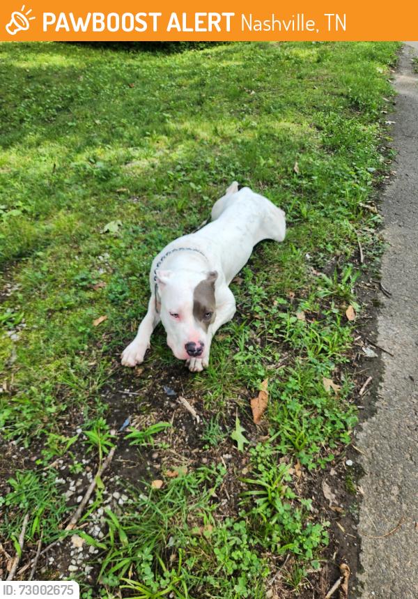 Found/Stray Male Dog last seen Corner of Neely's Bend and Jasperson, Nashville, TN 37115
