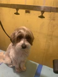 Lost Female Dog last seen Near Teche Drive, Lafayette, LA 70503