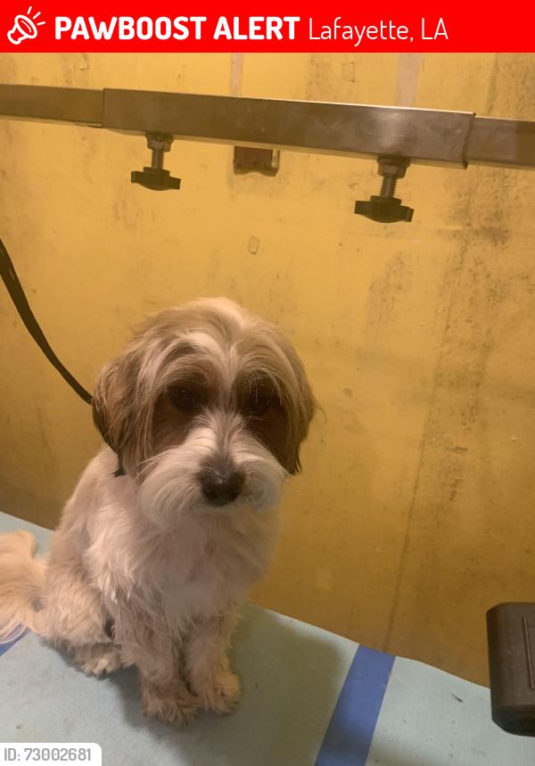 Lost Female Dog last seen Near Teche Drive, Lafayette, LA 70503
