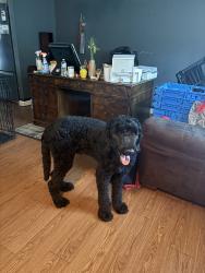 Found/Stray Male Dog last seen chandler point, Rural Hall, NC 27045