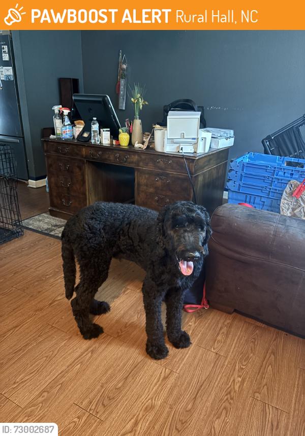 Found/Stray Male Dog last seen chandler point, Rural Hall, NC 27045