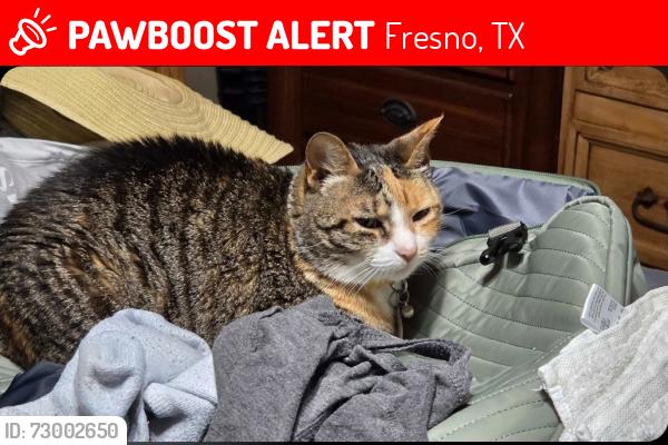 Lost Female Cat last seen Feather green trail, Fresno, TX 77545