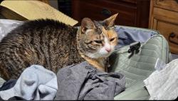 Lost Female Cat last seen Feather green trail, Fresno, TX 77545