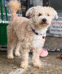 Shelter Stray Male Dog last seen , 22415 Groesbeck Hwy, Warren, MI 48089, USA