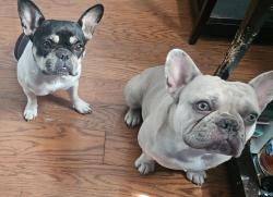 Reunited Female Dog last seen Powderhorn Dr and Insbrook, Garland, TX 75044