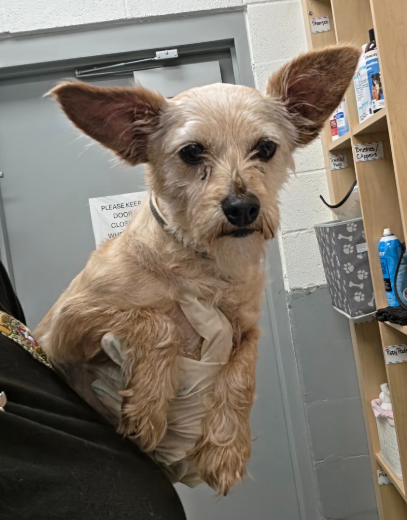 Shelter Stray Female Dog last seen Midwest City, 8485 E Reno Ave, Midwest City, OK 73110, USA