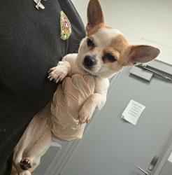Shelter Stray Female Dog last seen Midwest City, 8485 E Reno Ave, Midwest City, OK 73110, USA