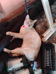 Lost Female Cat last seen Hancock bridge parkway, Cape Coral, FL 33990
