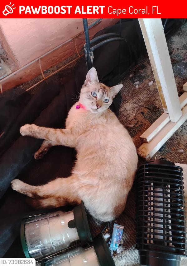 Lost Female Cat last seen Hancock bridge parkway, Cape Coral, FL 33990