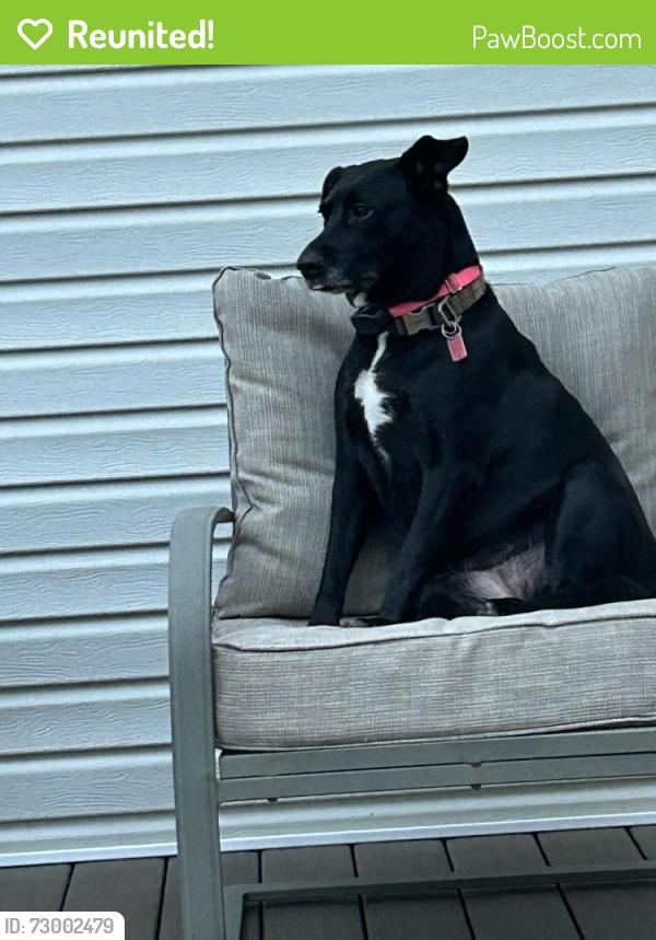 Reunited Female Dog last seen Moyer and Cressman rd , Lower Salford Township, PA 19438