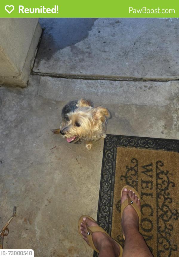 Reunited Unknown Dog last seen Near Cheyenne Ave, San Antonio, TX 78207, EE. UU., San Antonio, TX 78207