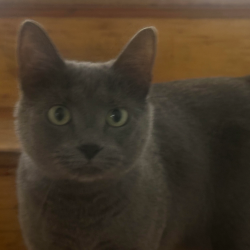 Reunited Female Cat last seen Memorial and Marquette, Calumet City, IL 60409