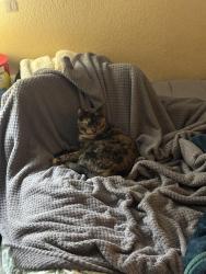 Lost Female Cat last seen Sherman way & sepulveda, Los Angeles, CA 91405