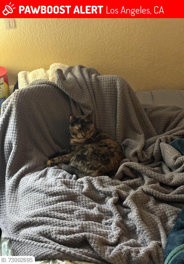 Lost Female Cat last seen Sherman way & sepulveda, Los Angeles, CA 91405