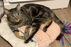 Reunited Male Cat last seen Lawrence St and Jo Ann Ct, Spring Hill, FL 34609