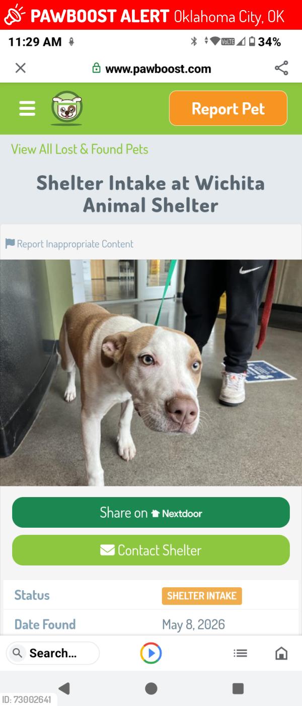 Lost Male Dog last seen Sw 20th and macarthur okc,ok, Oklahoma City, OK 73128