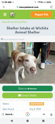 Lost Male Dog last seen Sw 20th and macarthur okc,ok, Oklahoma City, OK 73128