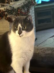 Reunited Male Cat last seen Park blvd and  South Huron River dr, South Rockwood, MI 48179