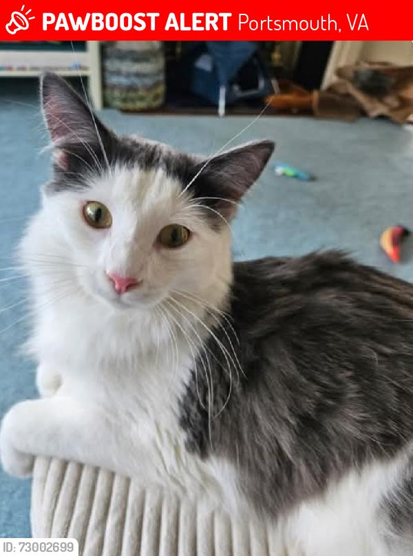 Lost Male Cat last seen Pollux Circle, Portsmouth, VA 23701