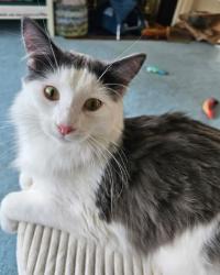 Lost Male Cat last seen Pollux Circle, Portsmouth, VA 23701