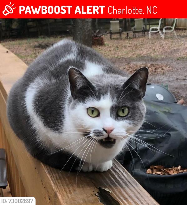 Lost Female Cat last seen Marlwood cir and forestdale dr, Charlotte, NC 28227