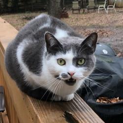 Lost Female Cat last seen Marlwood cir and forestdale dr, Charlotte, NC 28227