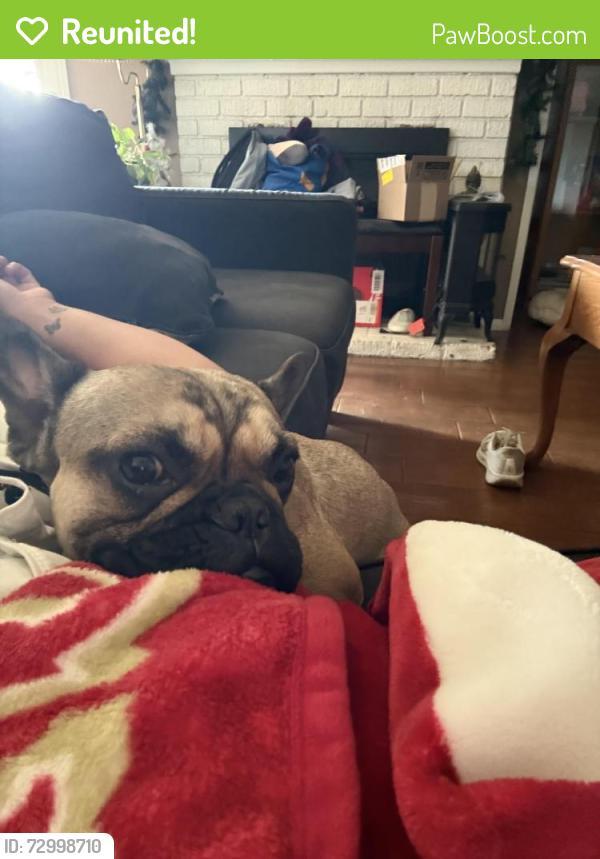 Reunited Male Dog last seen Temple and Unruh/California, La Puente, CA 91746