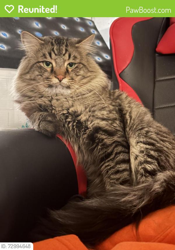 Reunited Male Cat last seen 37th St by Maverik’s gas station , Evans, CO 80620