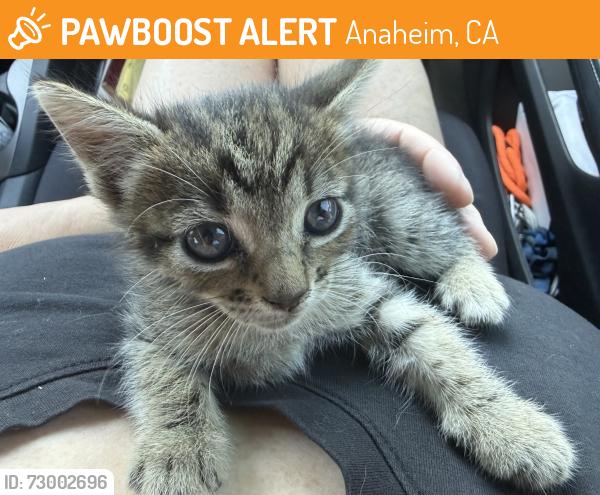 Found/Stray Female Cat last seen Gilbert and Orange, Anaheim, CA 92804